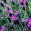 Lavandula dentata .png